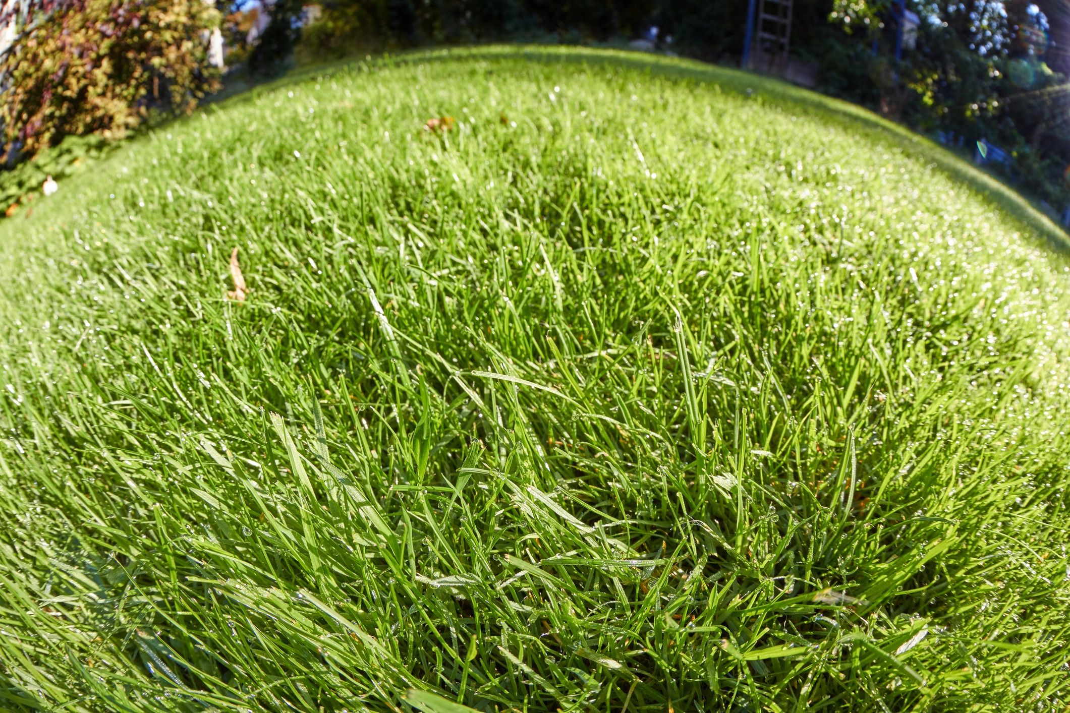 Healthy green grass background