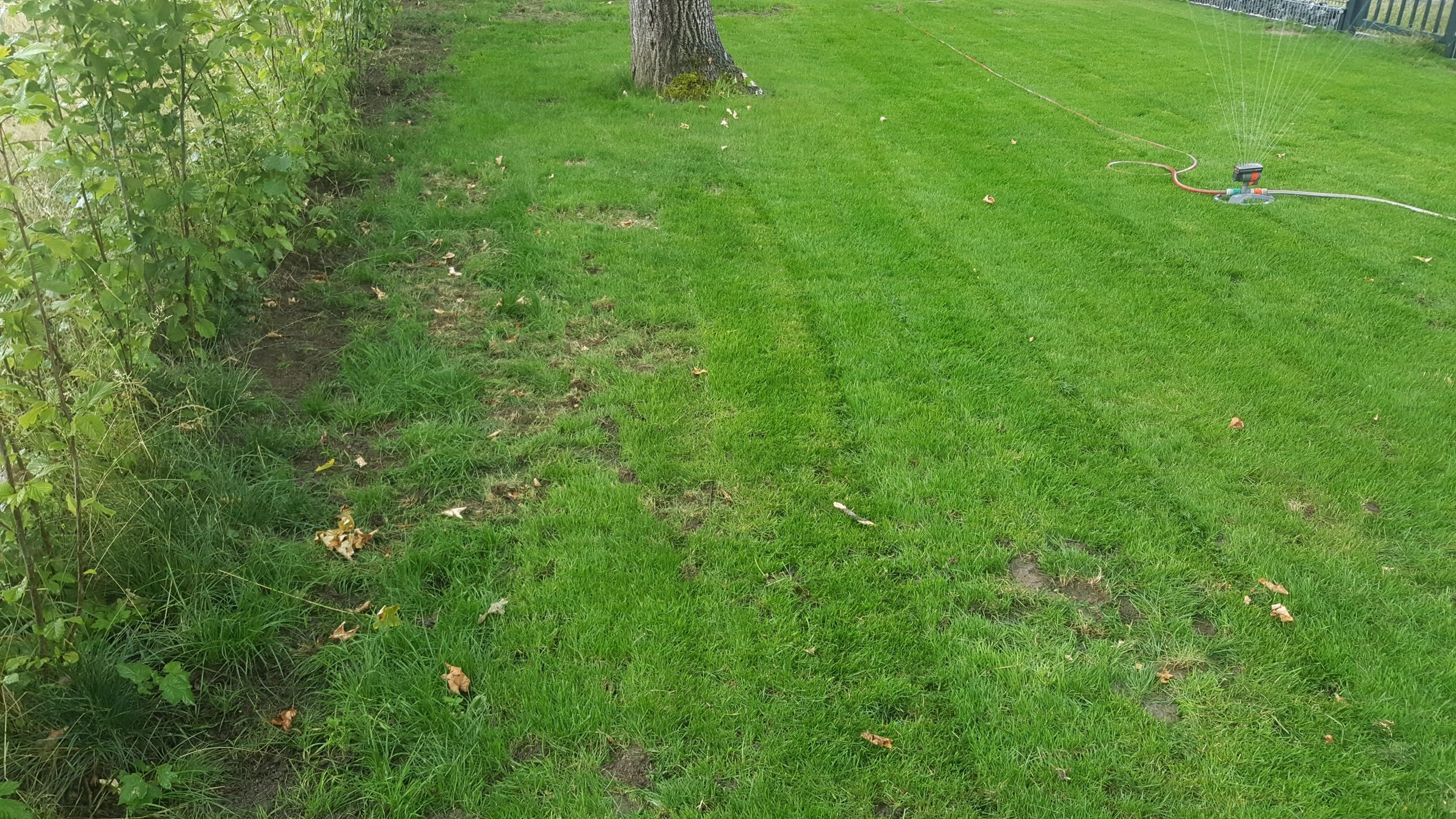 Underground sprinkler watering a green lawn